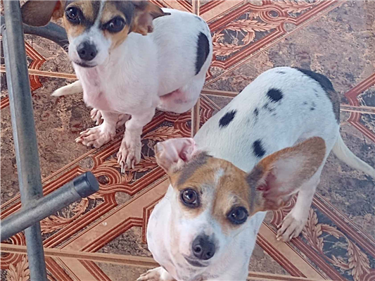 Cachorro cão para adoção Ambos Pequeno 1 ano 