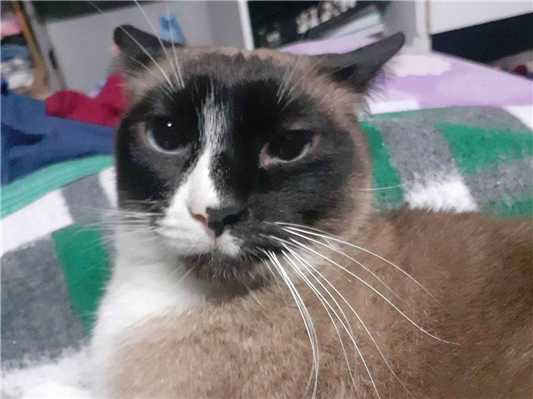 Gato para adoção Fêmea Pequeno 3 anos