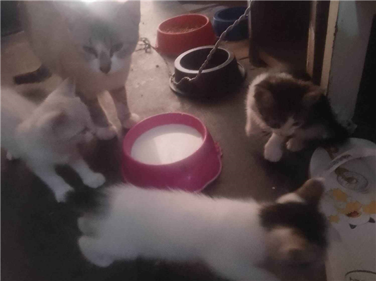 Gato para adoção Ambos Pequeno Abaixo de 2 meses