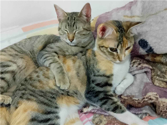 Gato para adoção Fêmea Médio 7 a 11 meses