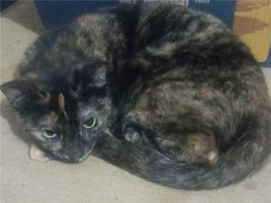 Gato para adoção Fêmea Pequeno 1 ano