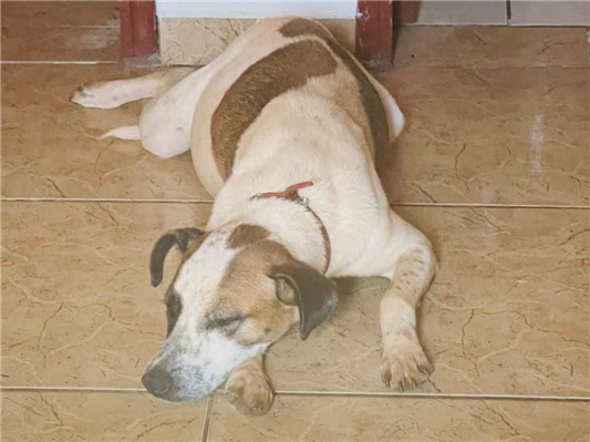 Cachorro cão para adoção Fêmea Médio  7 a 11 meses 