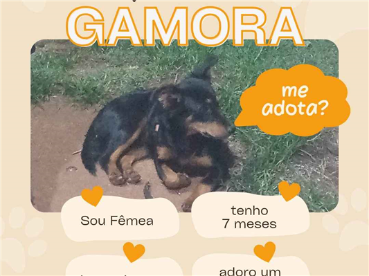 Cachorro cão para adoção Fêmea Médio  7 a 11 meses 
