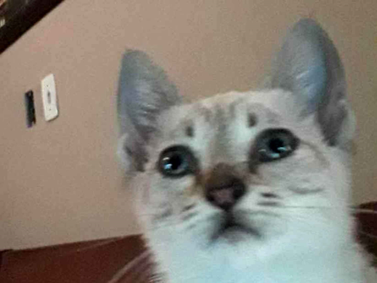 Gato para adoção Fêmea Pequeno Abaixo de 2 meses
