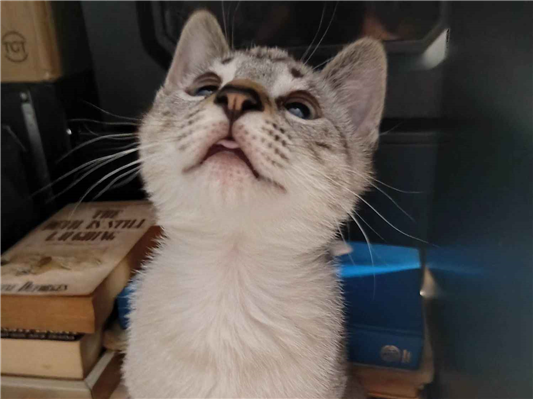 Gato para adoção Macho Pequeno 2 a 6 meses