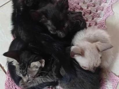 Gato SRD-ViraLata Pequeno 2-a-6-meses