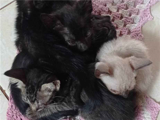 Gato para adoção Macho Pequeno 2 a 6 meses