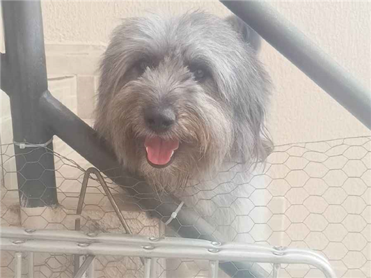 Cachorro cão para adoção Macho Médio  2 anos 