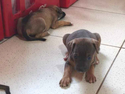 Cachorro cão para adoção Macho Médio  2 a 6 meses 
