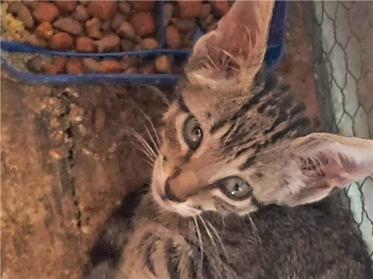 Gato para adoção Fêmea Pequeno 2 a 6 meses