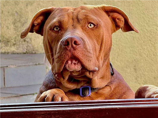 Cachorro cão para adoção Macho Grande 7 a 11 meses 