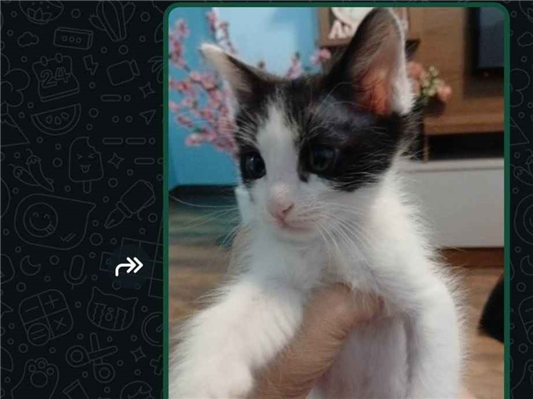 Gato para adoção Fêmea Médio Abaixo de 2 meses