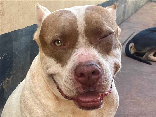 Cachorro cão para adoção Macho Grande 5 anos 