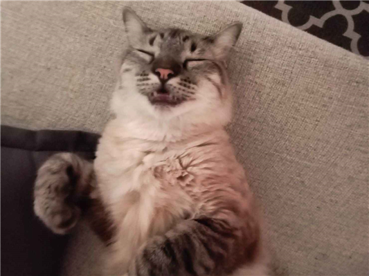 Gato para adoção Macho Médio 1 ano