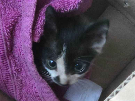 Gato para adoção Macho Médio Abaixo de 2 meses