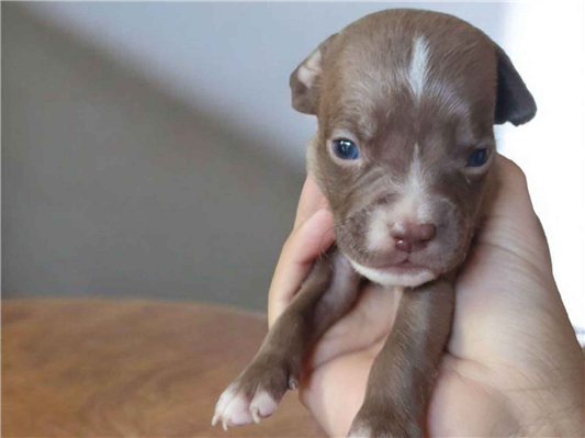 Cachorro cão para adoção Fêmea Médio  Abaixo de 2 meses 