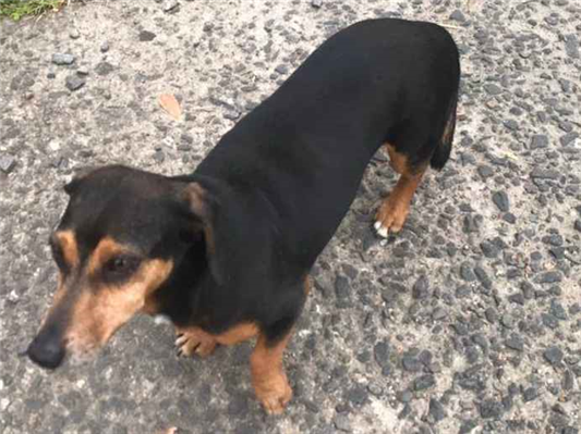 Cachorro cão para adoção Macho Pequeno 4 anos 