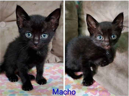 Gato para adoção Macho Pequeno 2 a 6 meses