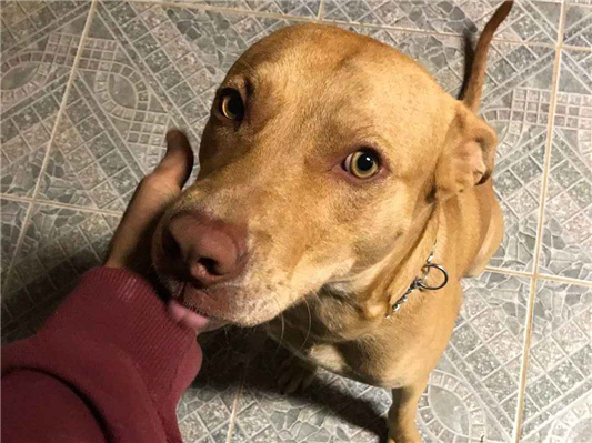 Cachorro cão para adoção Macho Médio  6 anos Acima 