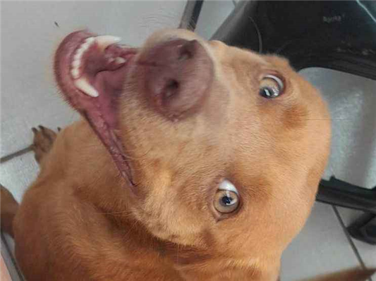 Cachorro cão para adoção Fêmea Médio  4 anos 