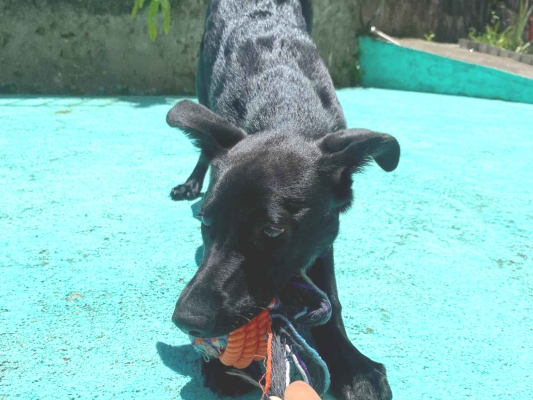 Cachorro cão para adoção Fêmea Médio  2 a 6 meses 