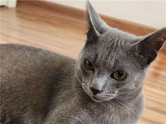 Gato para adoção Macho Médio 1 ano