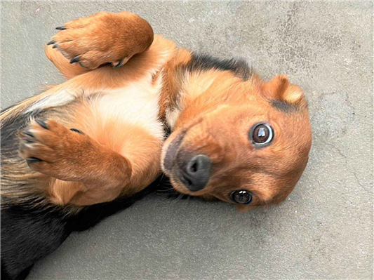 Cachorro cão para adoção Fêmea Pequeno 7 a 11 meses 