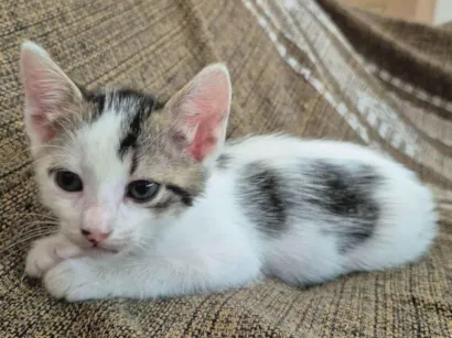 Gato SRD-ViraLata Pequeno Abaixo-de-2-meses