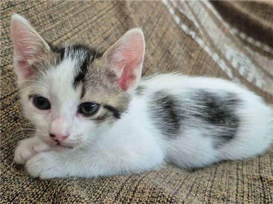Gato para adoção Fêmea Pequeno Abaixo de 2 meses