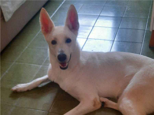 Cachorro cão para adoção Fêmea Grande 2 anos 