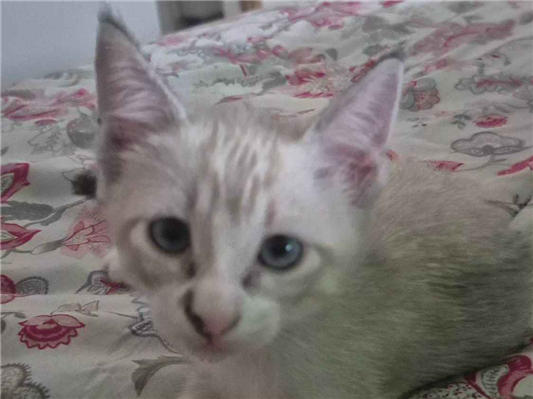 Cachorro cão para adoção Fêmea Pequeno Abaixo de 2 meses 