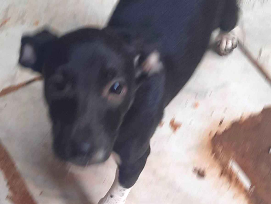Cachorro cão para adoção Fêmea Médio  2 a 6 meses 