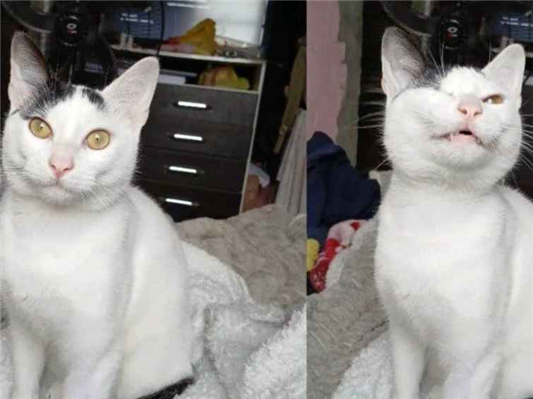 Gato para adoção Macho Pequeno 7 a 11 meses