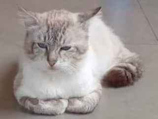 Gato para adoção Macho Médio 4 anos