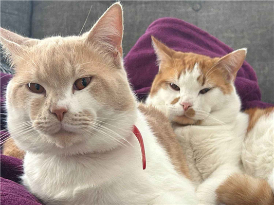 Gato para adoção Macho Médio 1 ano