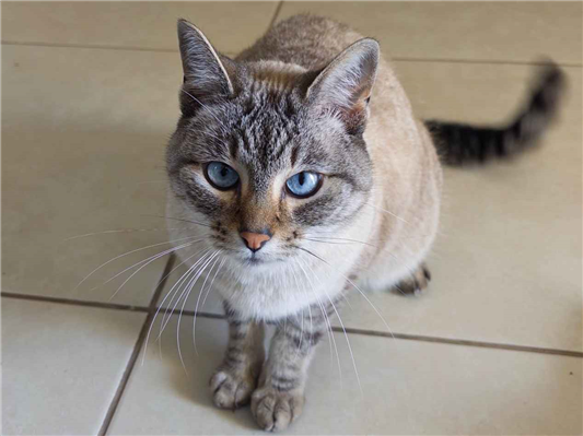 Gato Procura-Perdido Fêmea Pequeno 6 anos Acima 