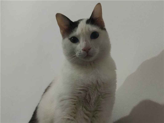 Gato para adoção Macho Médio 2 anos