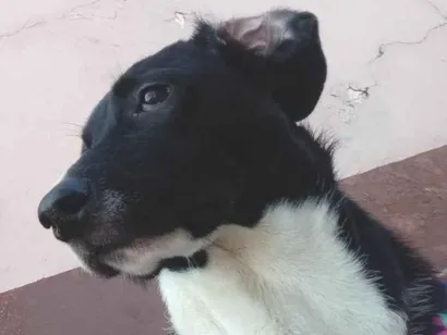 Cao Labrador Grande 7-a-11-meses