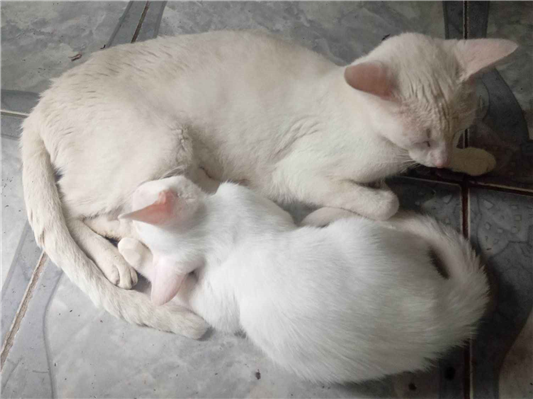 Gato para adoção Ambos Médio 2 anos