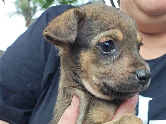 Cachorro cão para adoção Ambos Médio  2 a 6 meses 