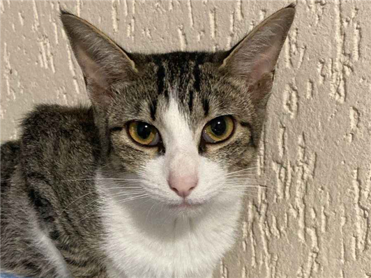 Gato para adoção Ambos Pequeno 7 a 11 meses