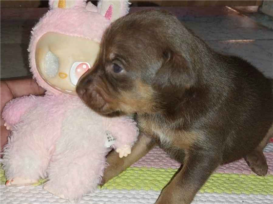 Cachorro cão para adoção Fêmea Pequeno Abaixo de 2 meses 
