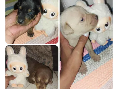 Cao SRD-ViraLata Pequeno Abaixo-de-2-meses