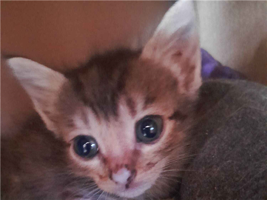 Gato para adoção Fêmea Médio 2 a 6 meses