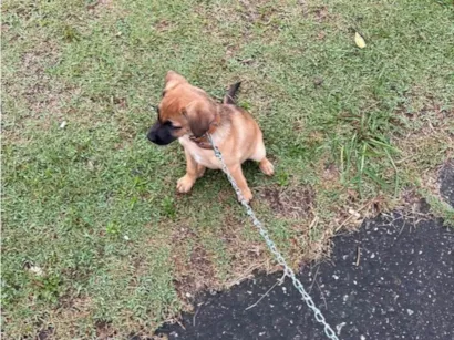 Cao SRD-ViraLata Pequeno Abaixo-de-2-meses