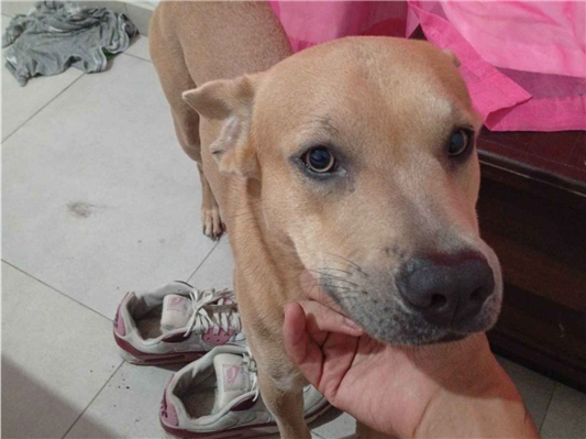 Cachorro cão para adoção Macho Médio  1 ano 