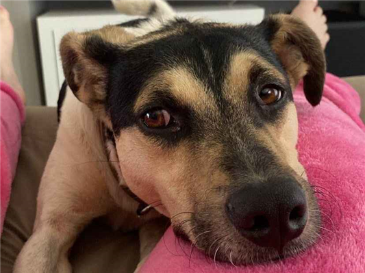 Cachorro cão para adoção Macho Médio  4 anos 