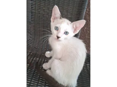 Gato SRD-ViraLata Pequeno 2-a-6-meses