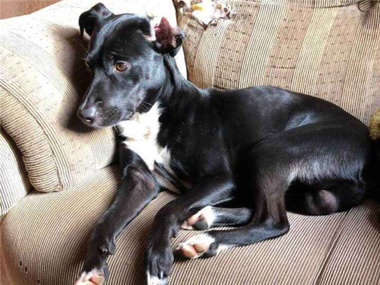 Cachorro cão para adoção Macho Grande 2 anos 