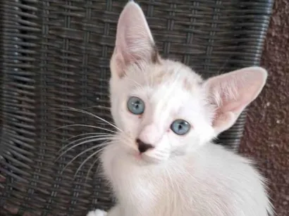 Gato SRD-ViraLata Pequeno 2-a-6-meses